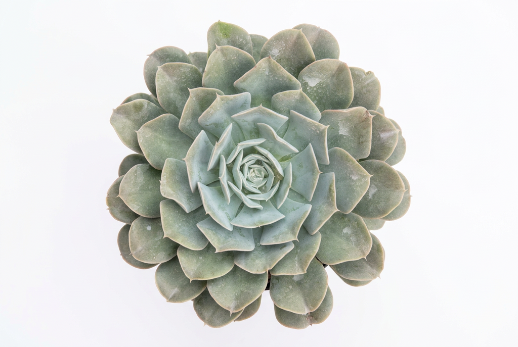 Echeveria 'Morning Beauty