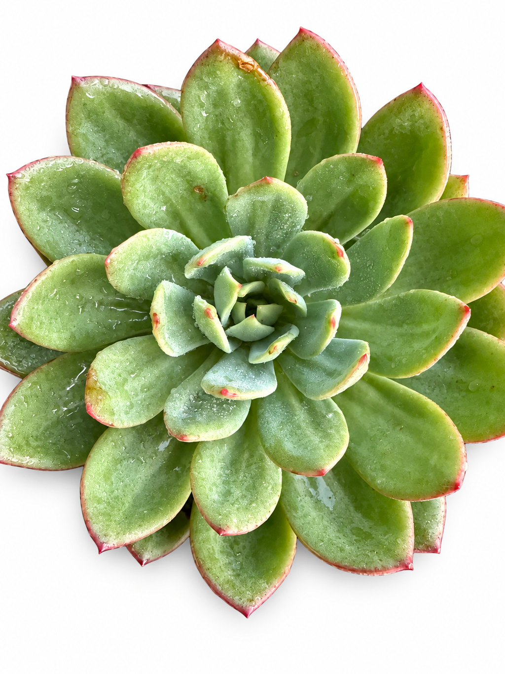 ECHEVERIA