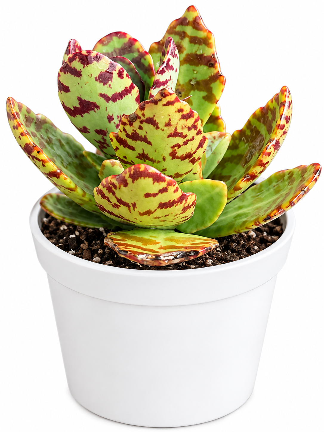 Tiger Kalanchoe