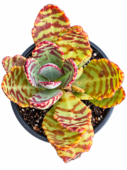 Tiger Kalanchoe