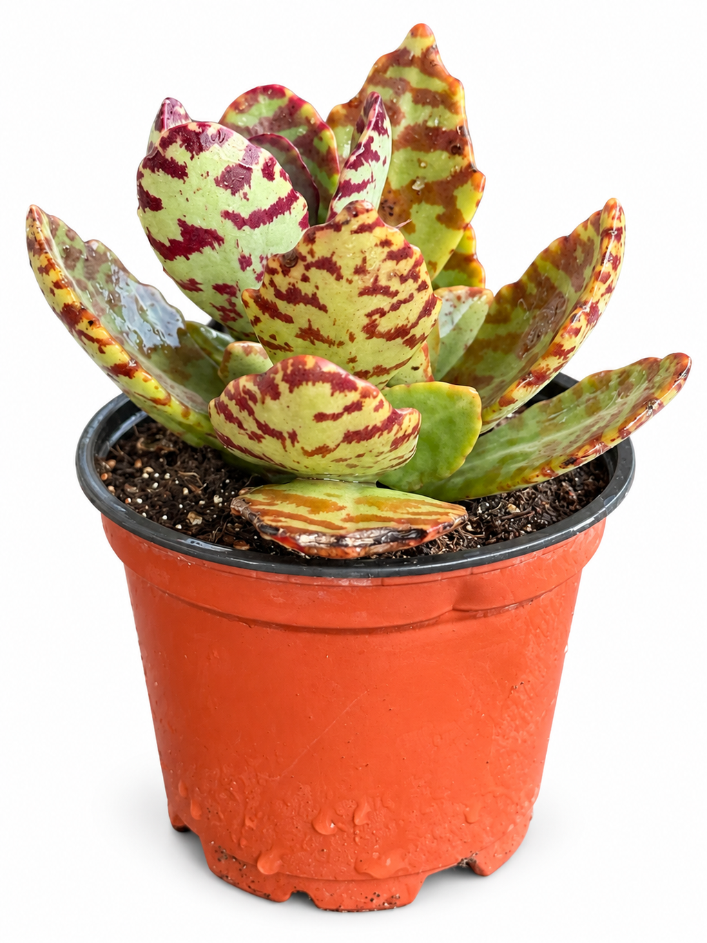 Tiger Kalanchoe