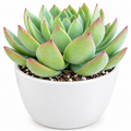 ECHEVERIA